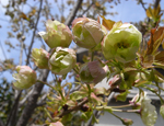 Event 2011黄桜の会4/24(日)