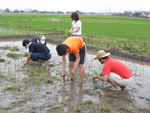 info 田植え6/12&18